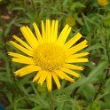 Buphtalmum salicifolium (2)